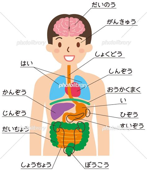 人中部 部位|【救急隊も使ってる！】身体の部位名前・内臓位置・医学的名称